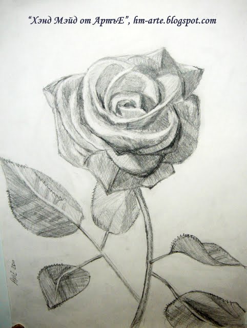 как научиться рисовать розу?