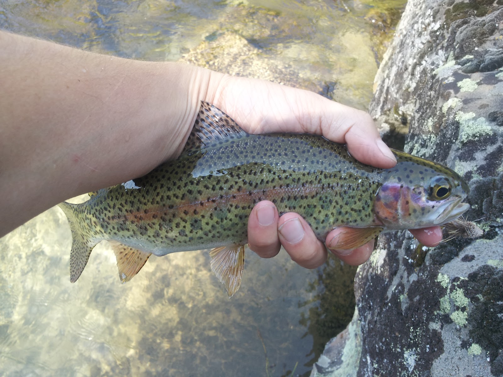 Idaho Fly Fishing