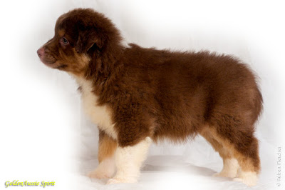tri-red australian shepherd puppy tri-red australian shepherd puppy