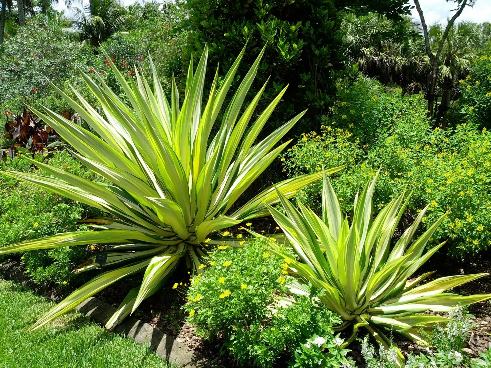 Gardening South Florida Style Mounts Botanical Garden
