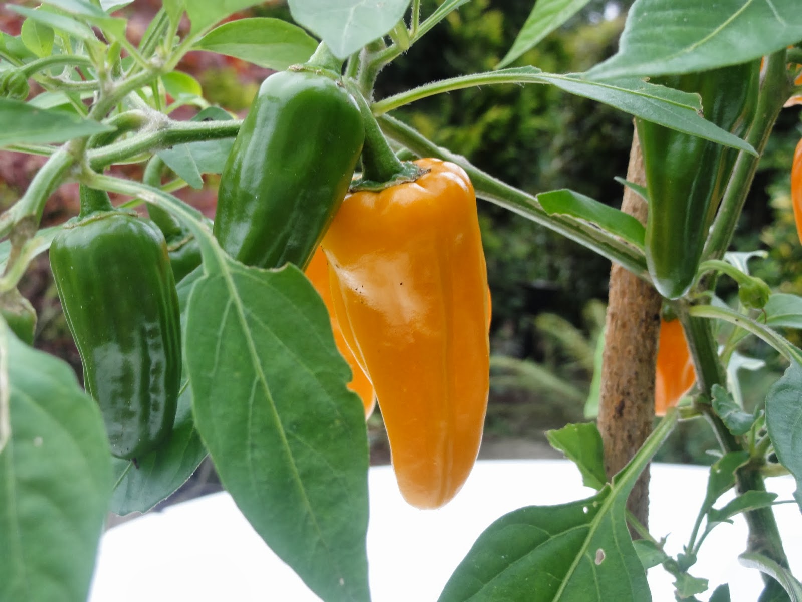 Raspberry and Chipotle Chillis and Tomatoes From the Garden
