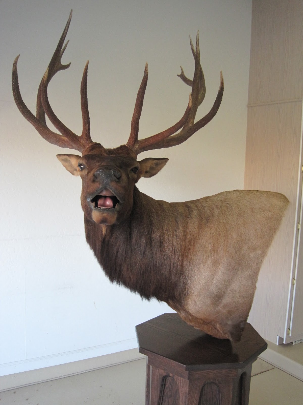 Game Trail Taxidermy January 2013