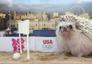 Giữ ấm cho nhím kiểng vào đông 4