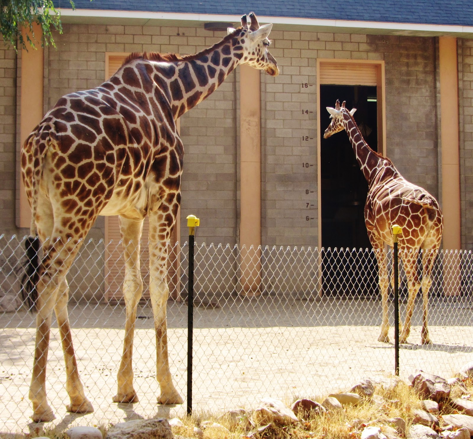 Sweet Dreams Are Made of These... Utah's Hogle Zoo