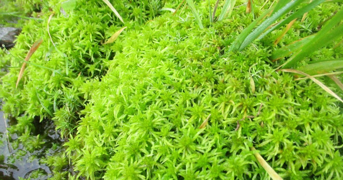 Outdoors Ireland Sphagnum Moss
