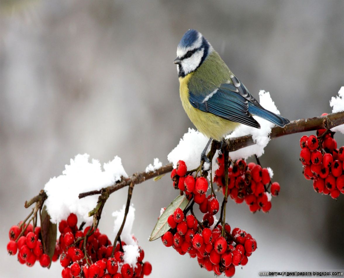 Winter Birds wallpapers 2 Crazy Frankenstein Winter Birds wallpapers 2 Crazy Frankenstein