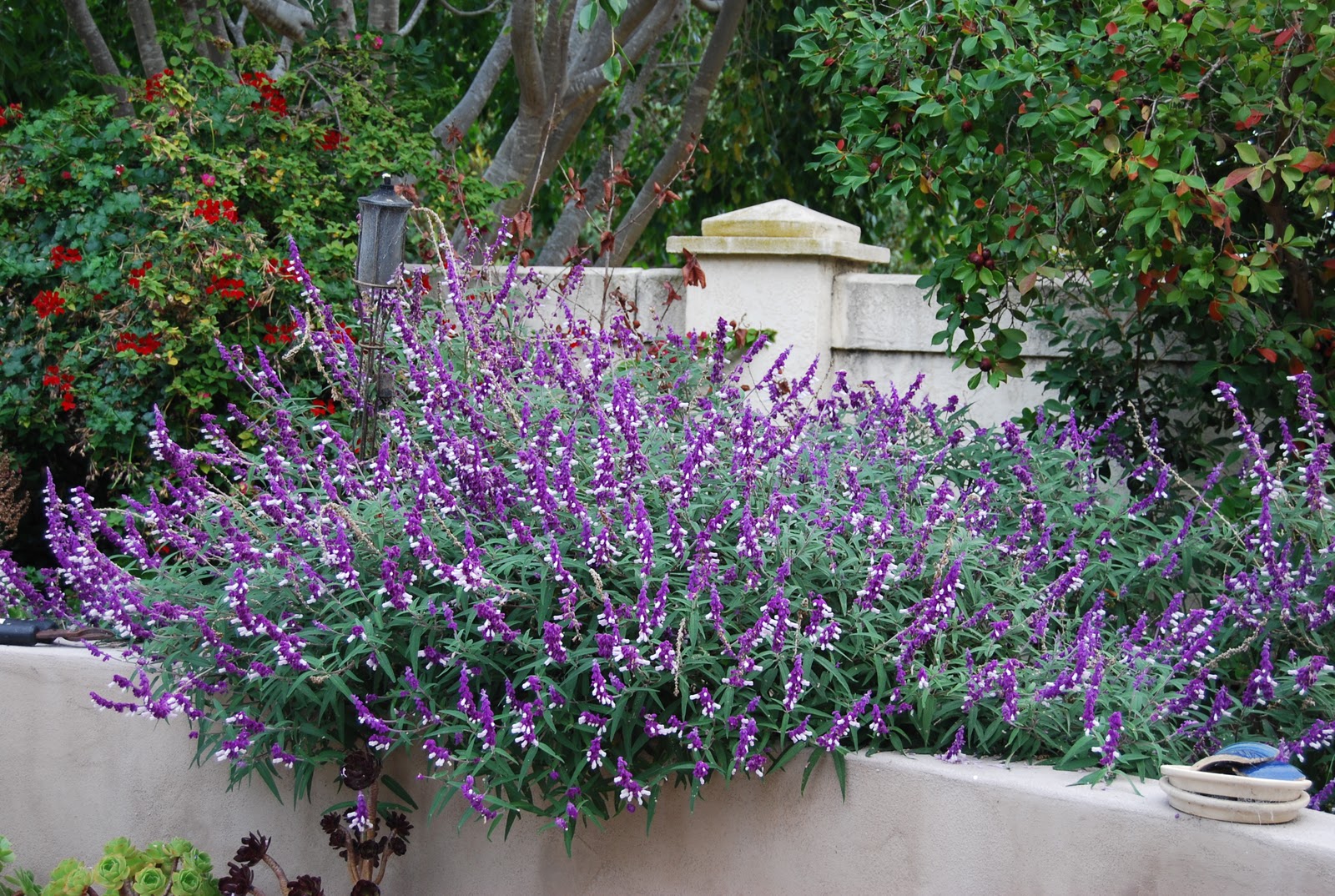 Kumquat, Sugar and Pixels Mexican Bush Sage Salvia Leucantha