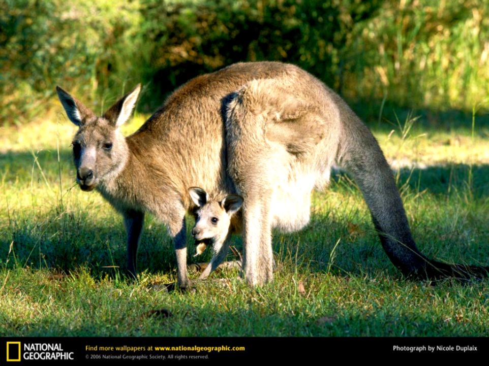 Eastern Gray Kangaroo Picture Eastern Gray Kangaroo Desktop Eastern Gray Kangaroo Picture Eastern Gray Kangaroo Desktop