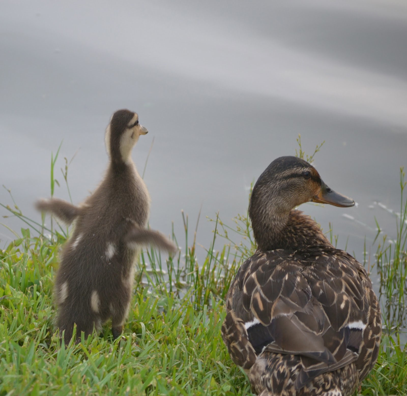 Penelopepiscopal Portraits of a Young Duck