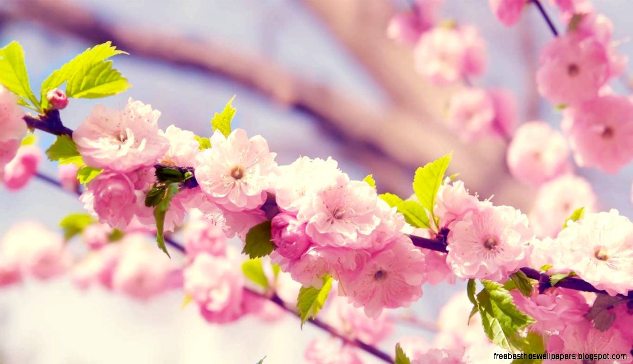 Download 1366x768 Tree Flower Blossom Wallpaper Download 1366x768 Tree Flower Blossom Wallpaper