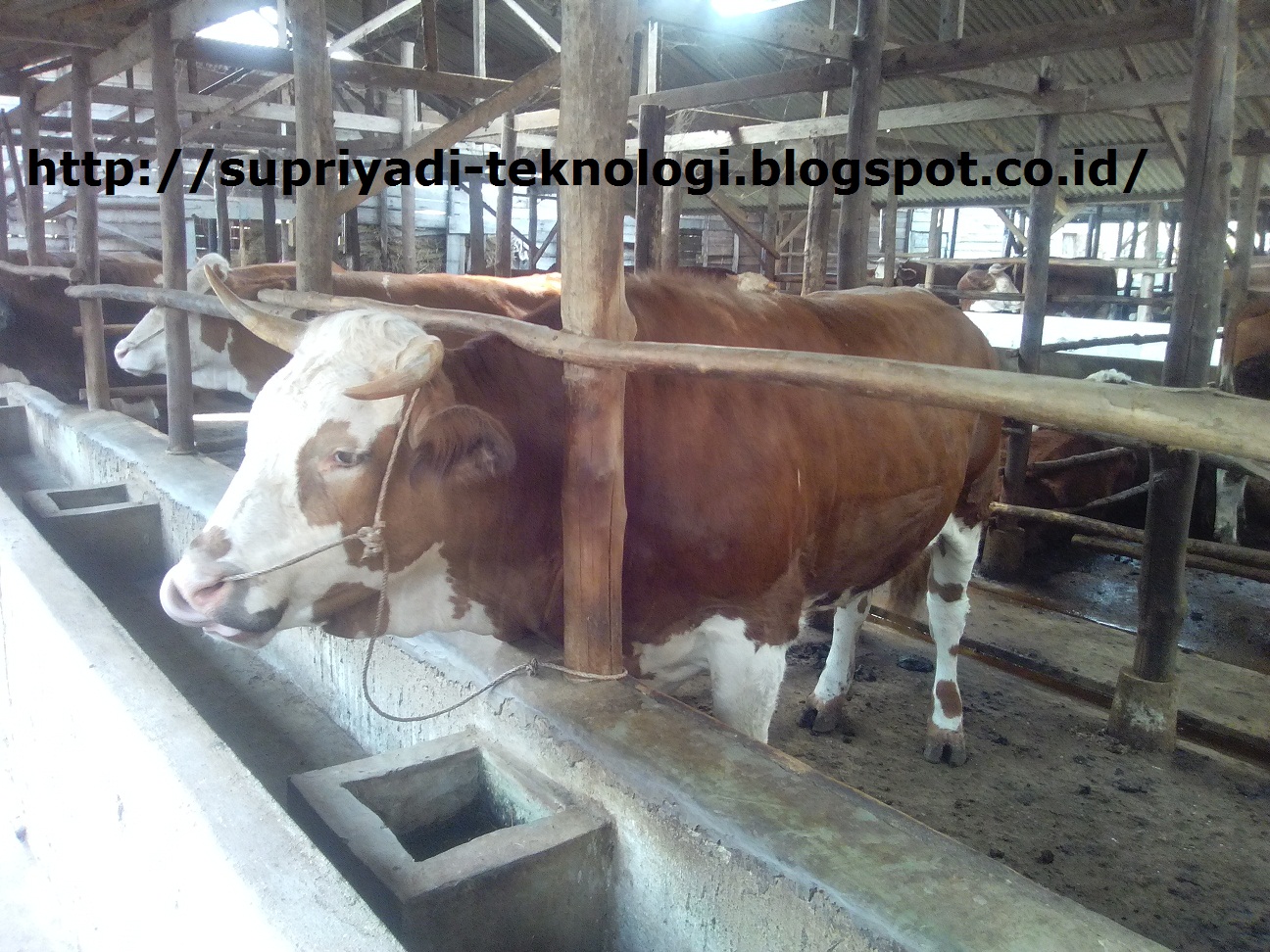 Teknologi Beternak Tanpa Mencari Rumput Dari Ipb Republika Online