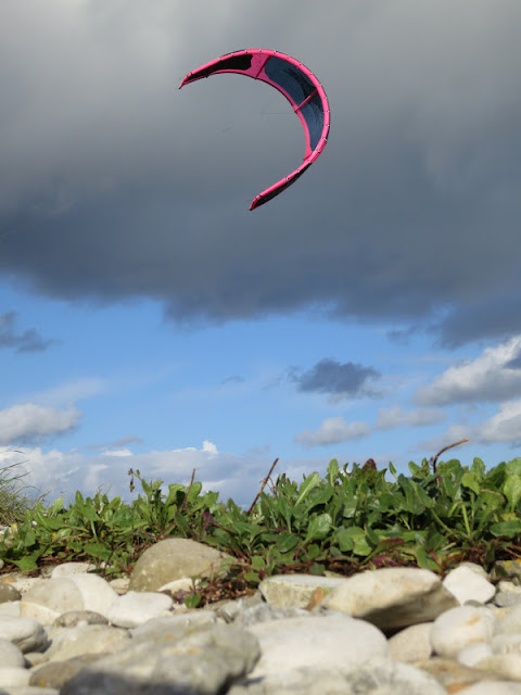 PInk and Blue surfing Kite above a line of plants on pebbles (Portland Harbour, Dorset)