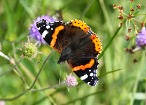 Red Admiral