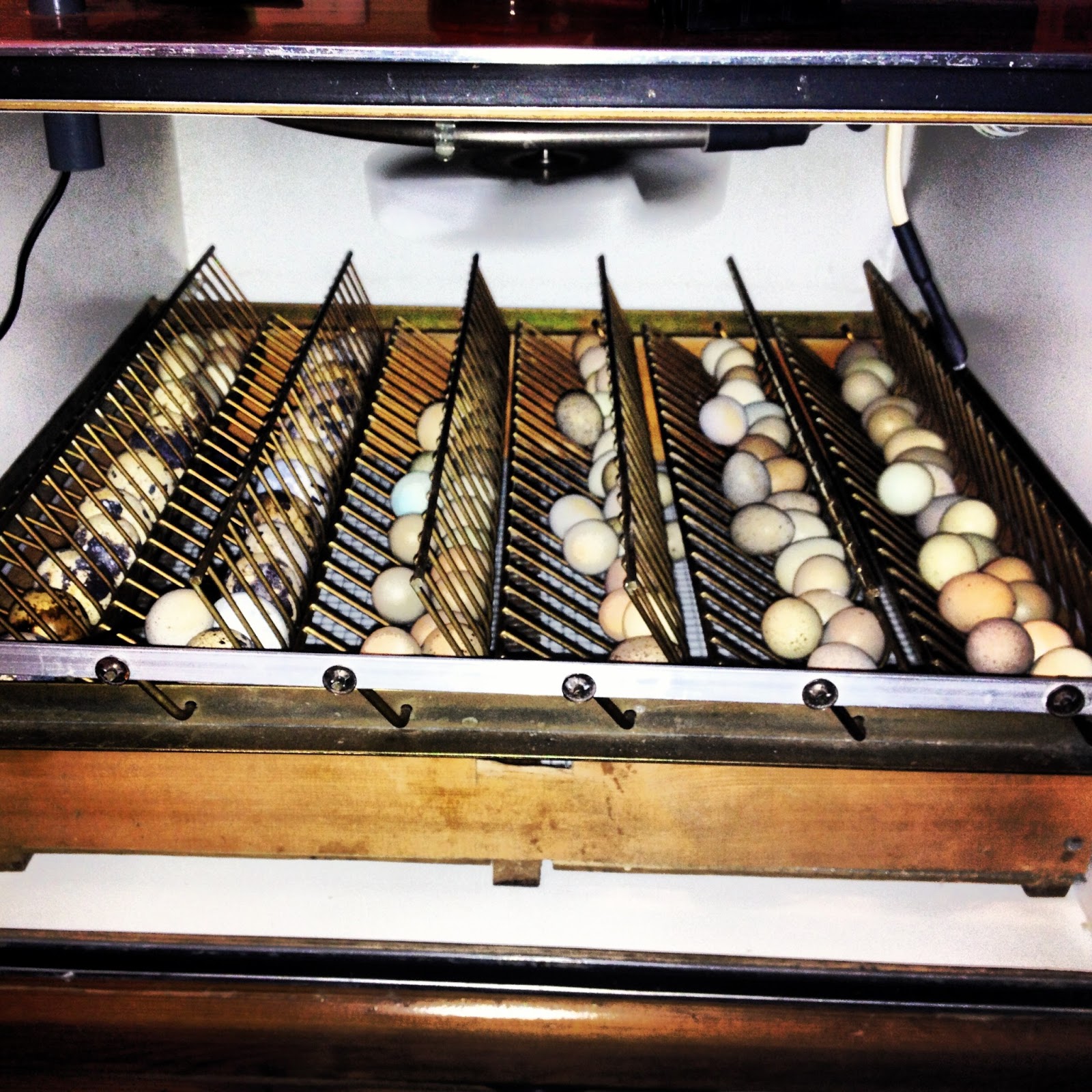 Lewis' Blog Incubating Quail; Japanese and Chinese Painted