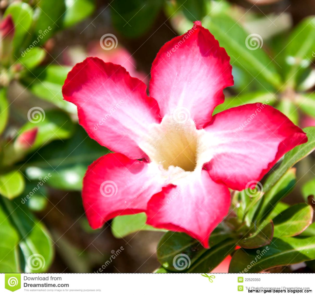 Wild Orchid Flower Stock Photo Image 22520350 Wild Orchid Flower Stock Photo Image 22520350