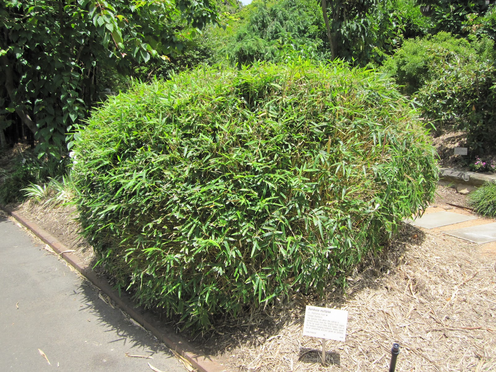 Bamboo Creations Victoria Bamboo Creations Victoria