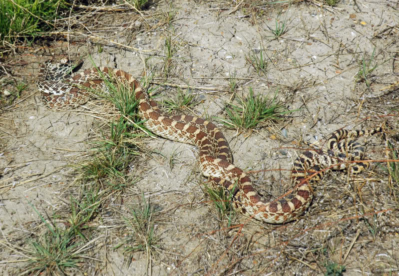 Snakes Snakes Mating