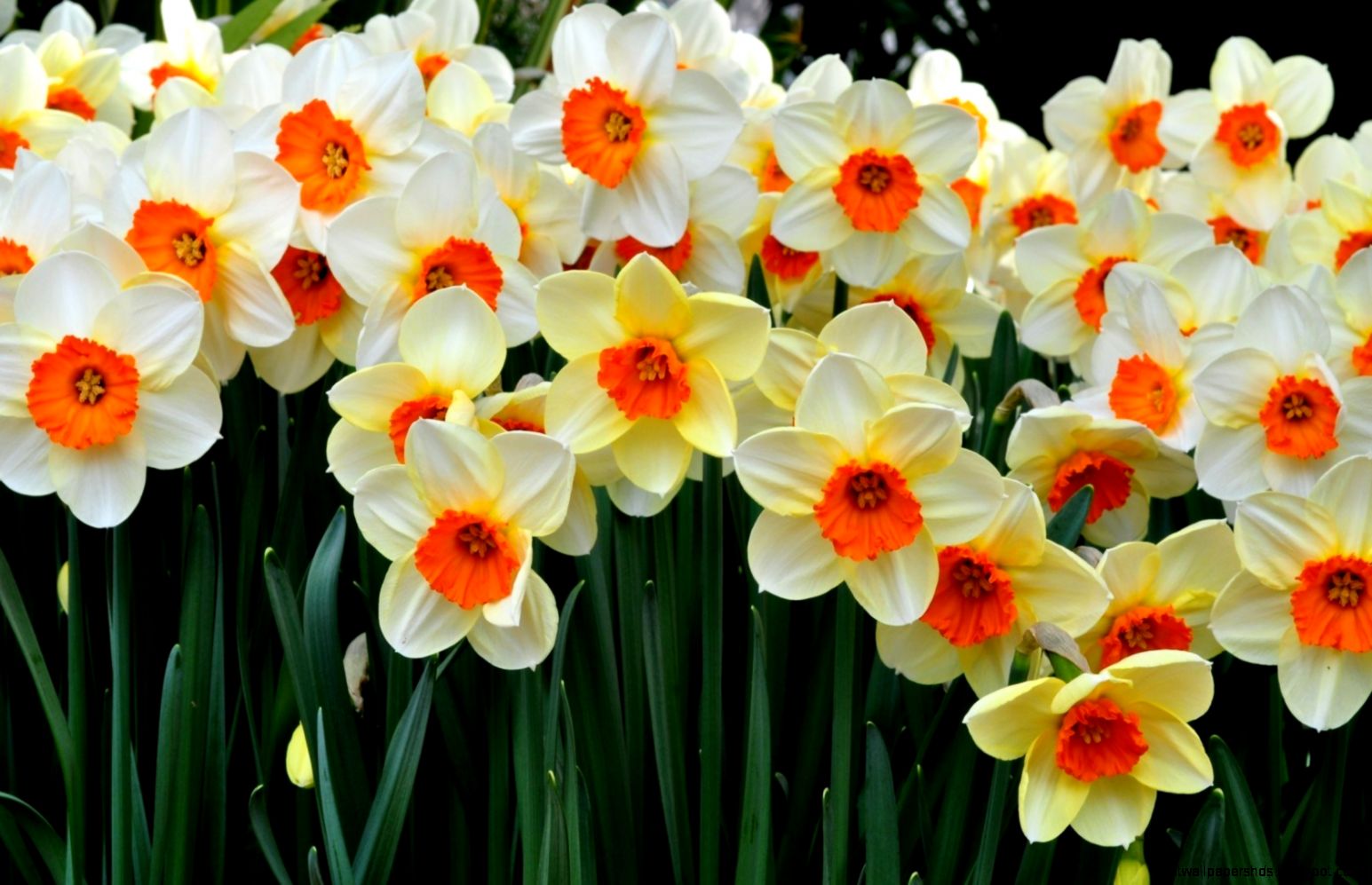 Daffodil Flowers Wallpapers HD Wallpapers Bot Daffodil Flowers Wallpapers HD Wallpapers Bot