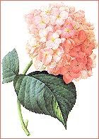 HYDRANGEA-REDOUTE.