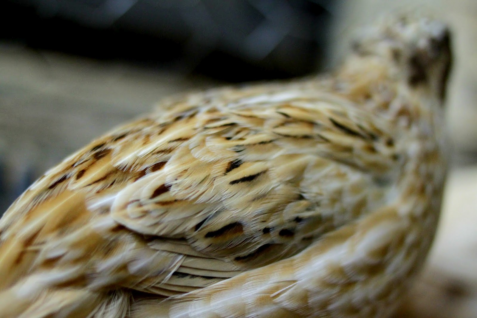 Granola Funk Mama Quail Update. We've Gone Free Range!