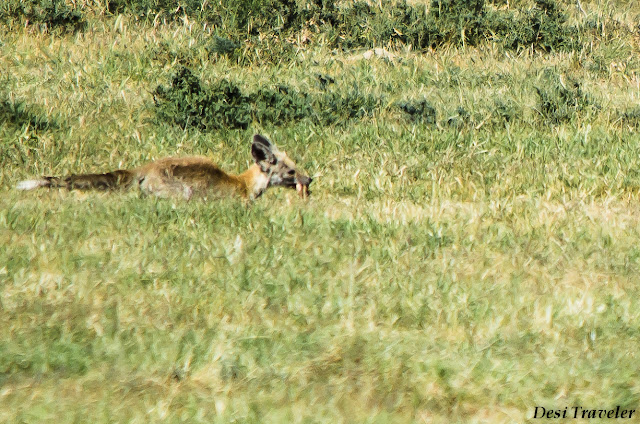 spiny tailed lizard in mouth of fox in tal chhapar rajasthan