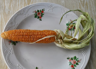 Семенной початок кукурузы 