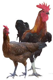 Jual Ayam Ternak | Jual Ayam Kampung | Jual Ayam Murah | Harga Sesuai Pasar | Hubungi Hardiyanto Takula : 087846861333 - 082271097919 www.jualayamgorontalo.blogspot.com