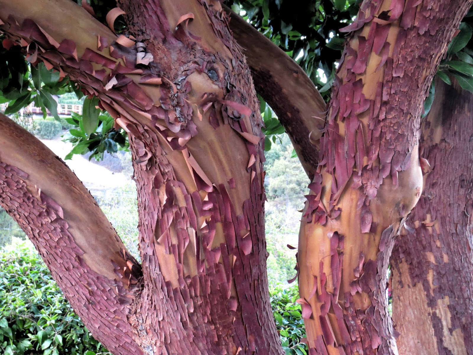 Arbutus Marina Arbutus marina, Plants, Arbutus