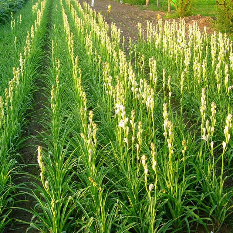 Best Flower's Care POLIANTHES TUBEROSE