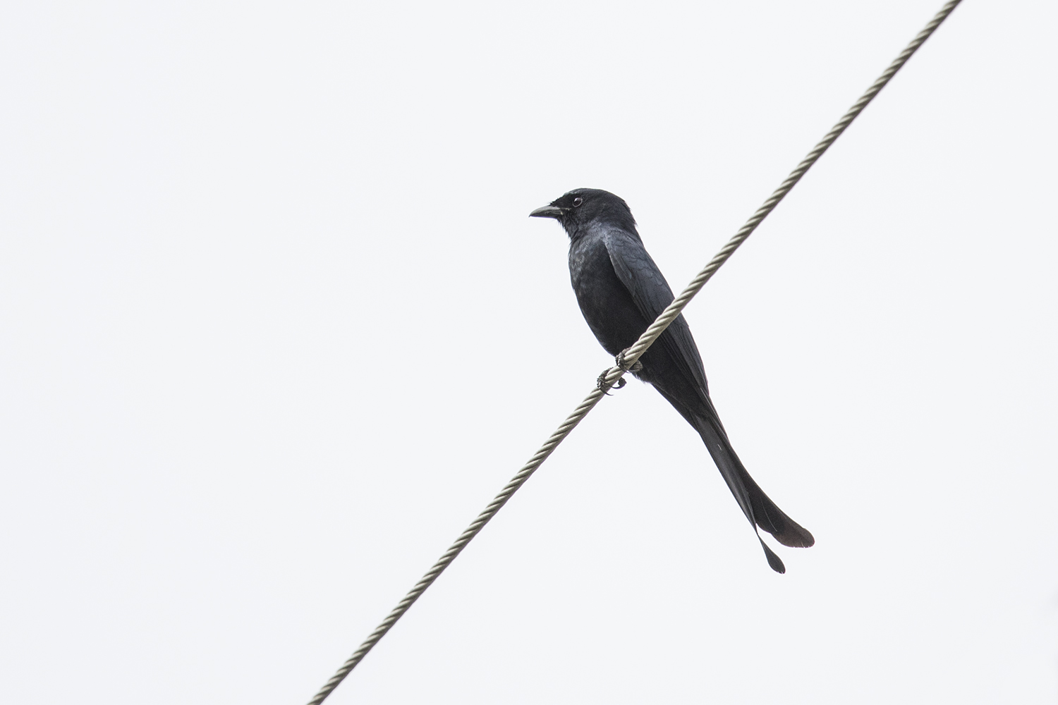 As The Crow Flies - a Hong Kong Birding Blog: Taiwan - Jan 2016 : Part 1