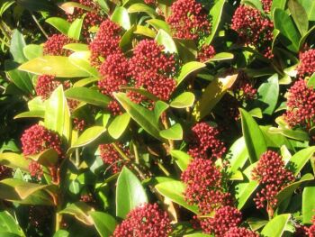 Skimmia Japonica Rubella M Skimmia Rubellarhs Induced Info