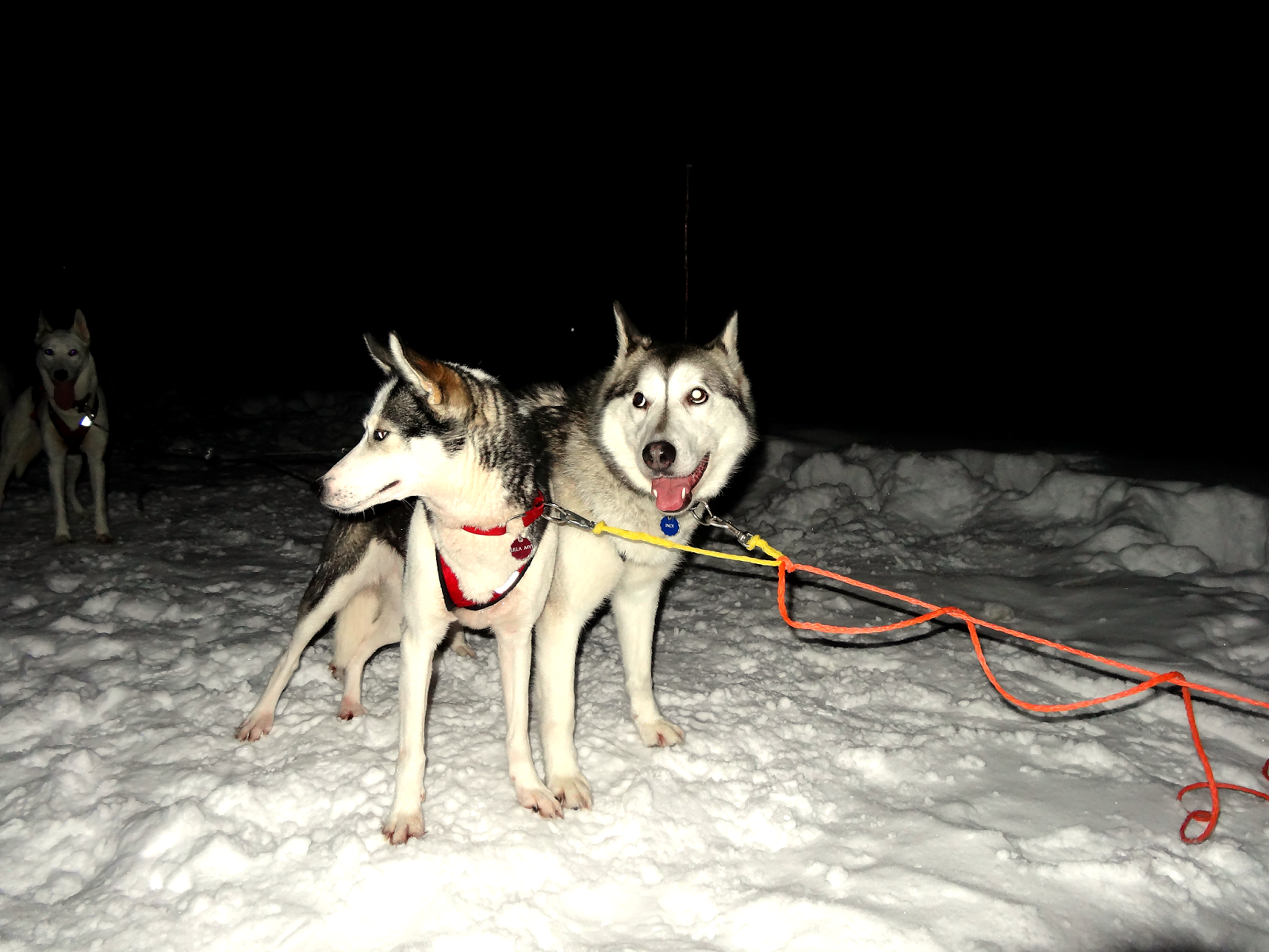 site de rencontre pour les amoureux des chiens