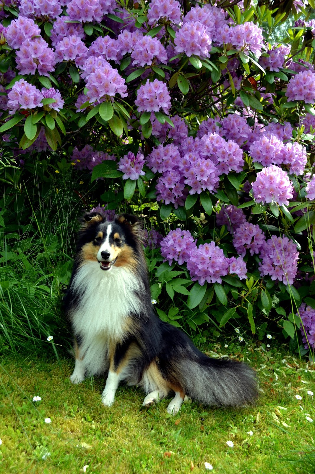 Ariel 1 år med Charlie Hund