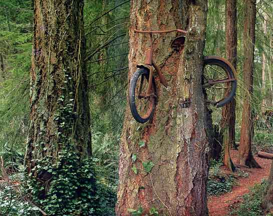 The unusual tree.1