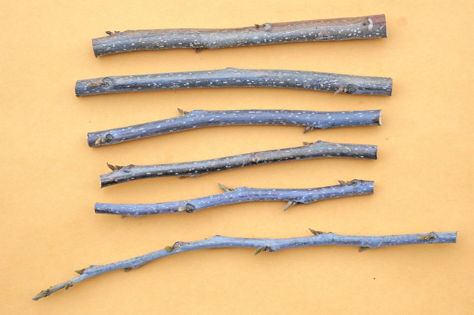 Northern Pecans Cutting pecan scionwood