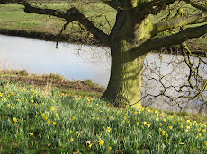 Golden Daffodils