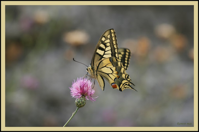 PAPILLIO MACHAON