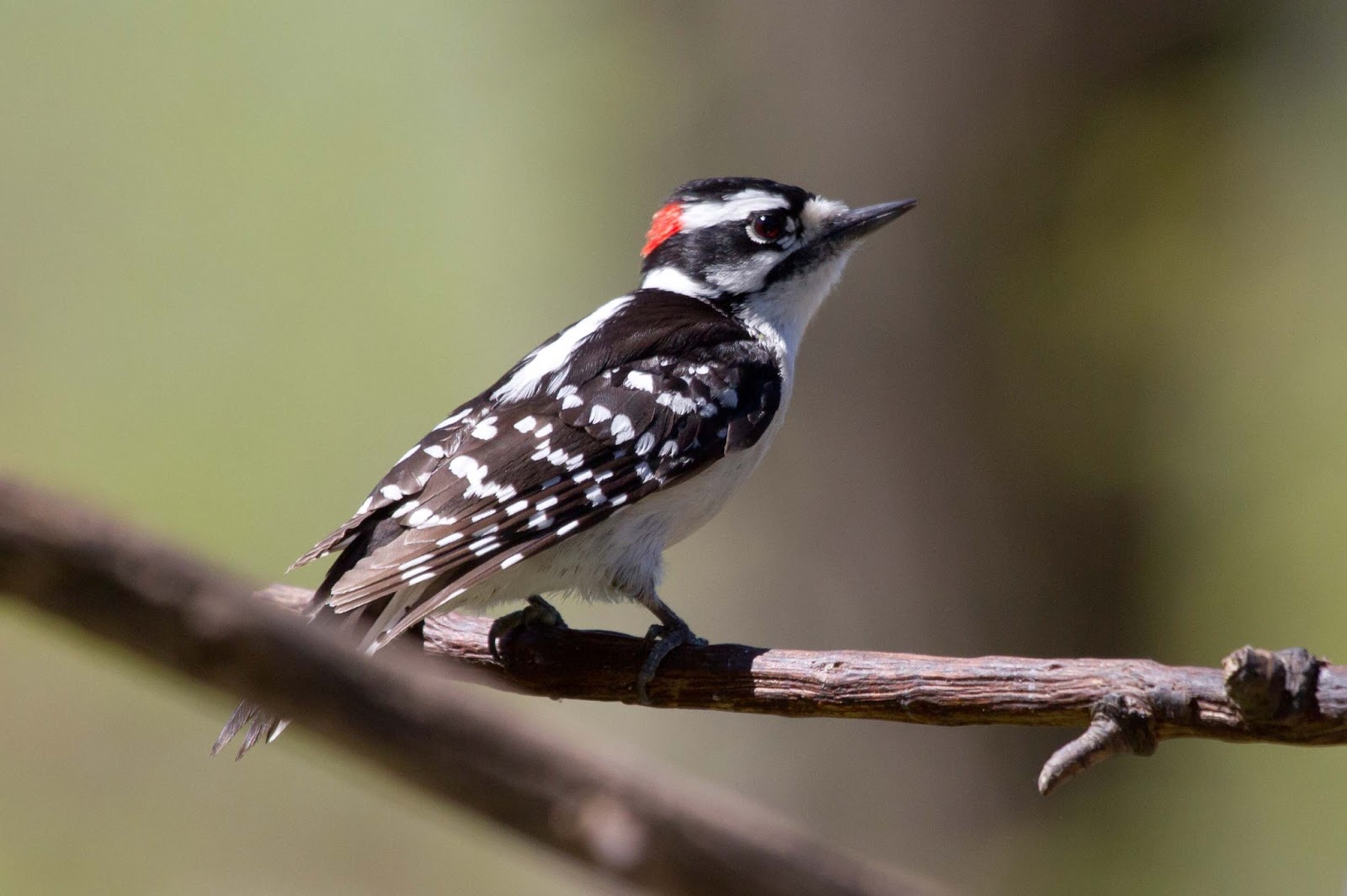 The Birdless Cuddesdon Blog Canada some Eastern birds