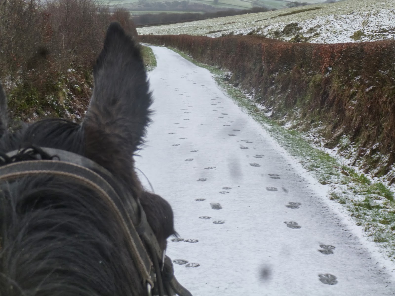 Rockley Farm Hoof prints in the snow