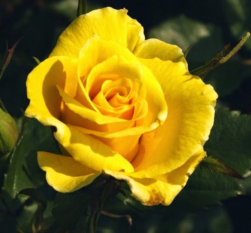 Beautiful yellow roses texas