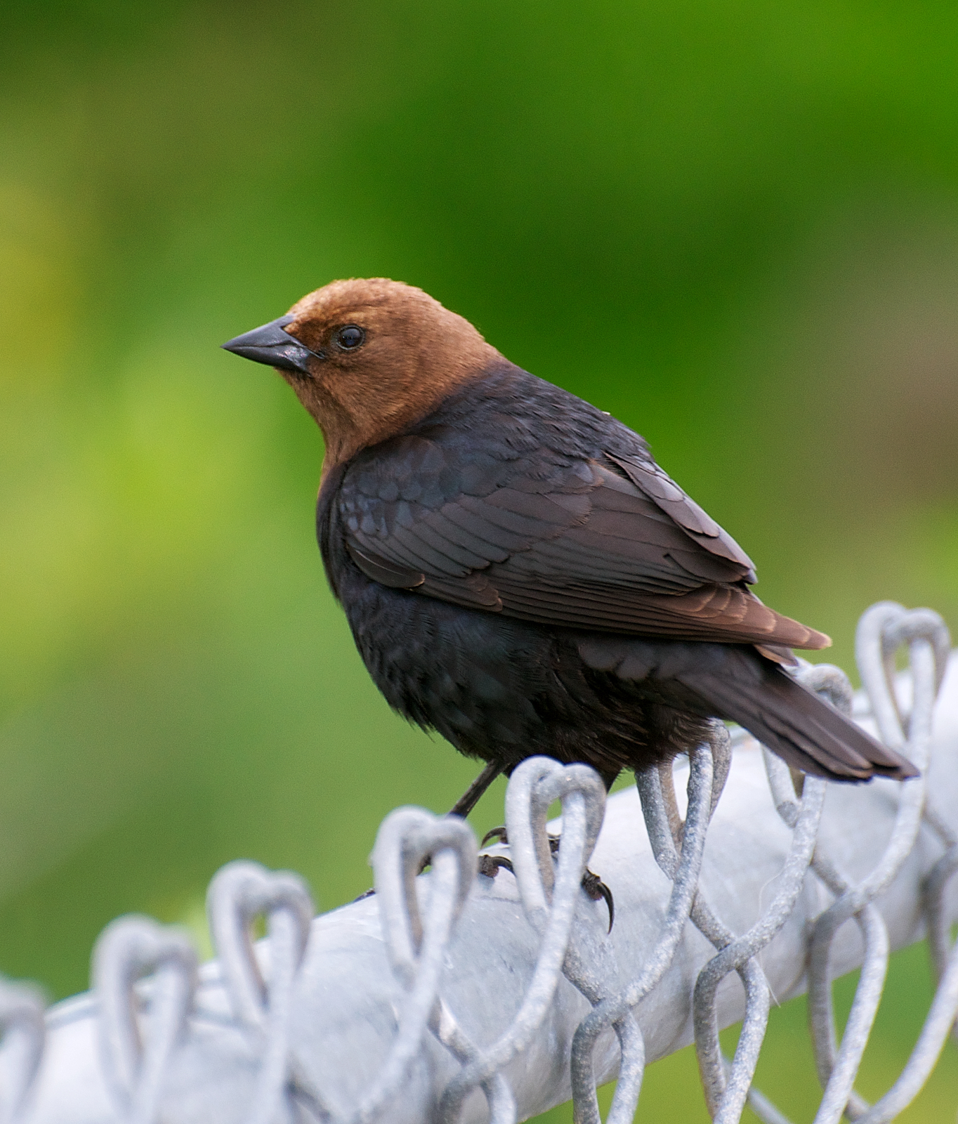 nw bird blog brown headed blackbird nw bird blog brown headed blackbird