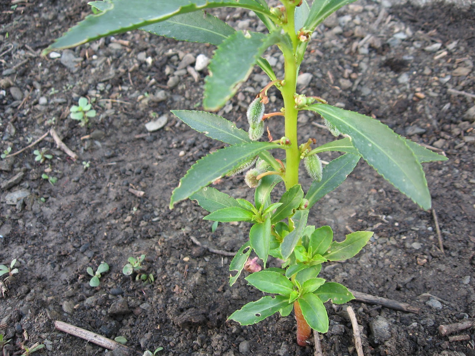 Cittaslow Botanik Park: Ekim 2011