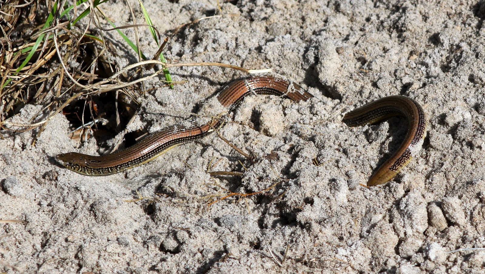 Glass Lizard Florida