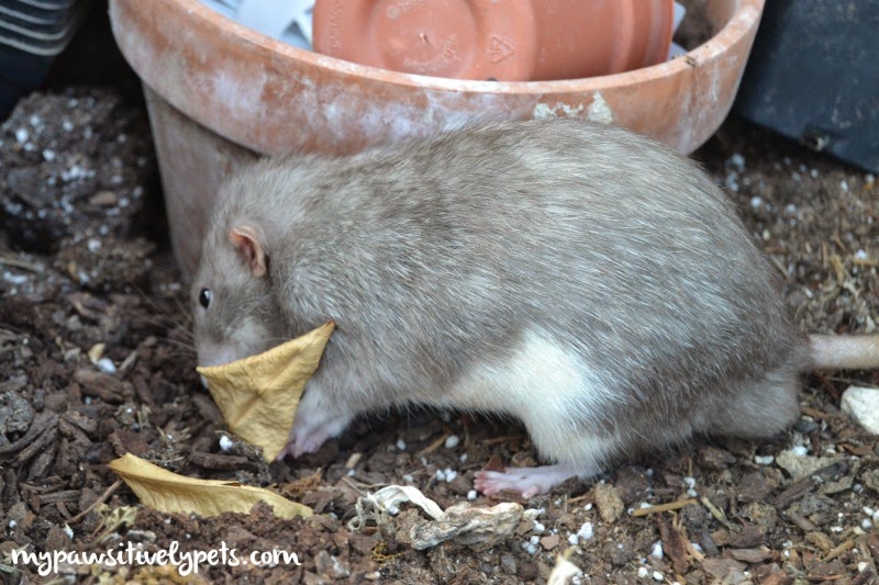 Planting Herbs for Small Pets Pawsitively Pets