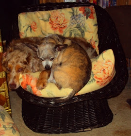 How To Stop One Dog Dominating Another How To Stop One Dog Dominating Another