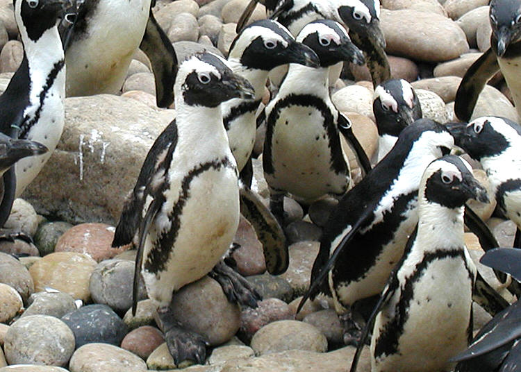 African Penguin Diet In Captivity Movie - culturegala