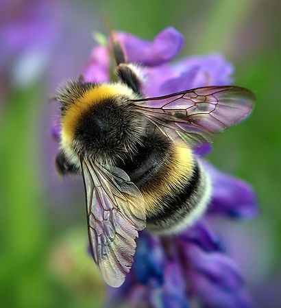 Wings of Beauty