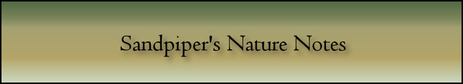 Sandpiper's Nature Notes