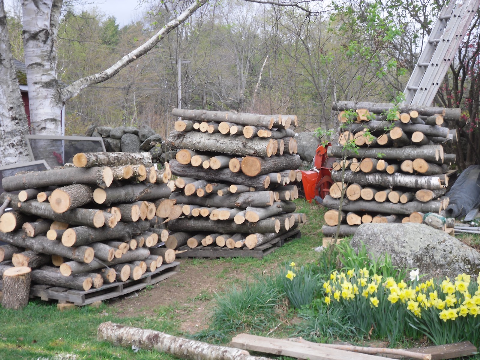 Simply Loving Home The Adventures of Mushroom Farming Begins....