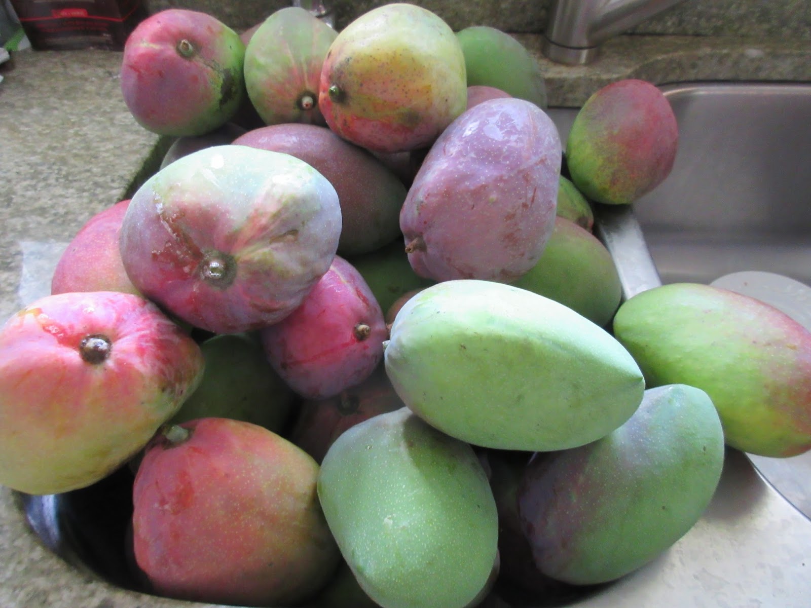 Robert's Tropical Paradise Garden Mango Time in South Florida
